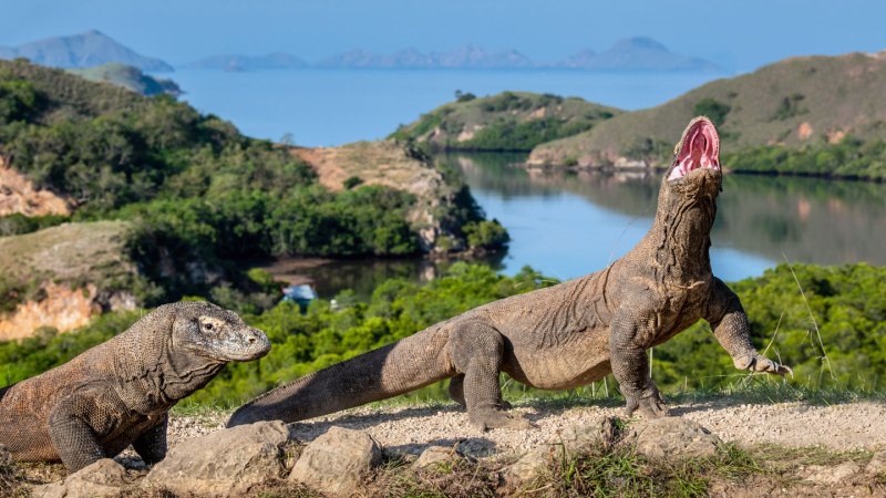 Komodo dragon teeth get their strength from an iron coat