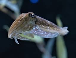 Cuttlefish can form false memories, too