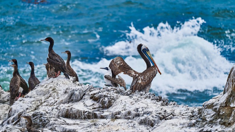 The U.S. empire was built on bird dung