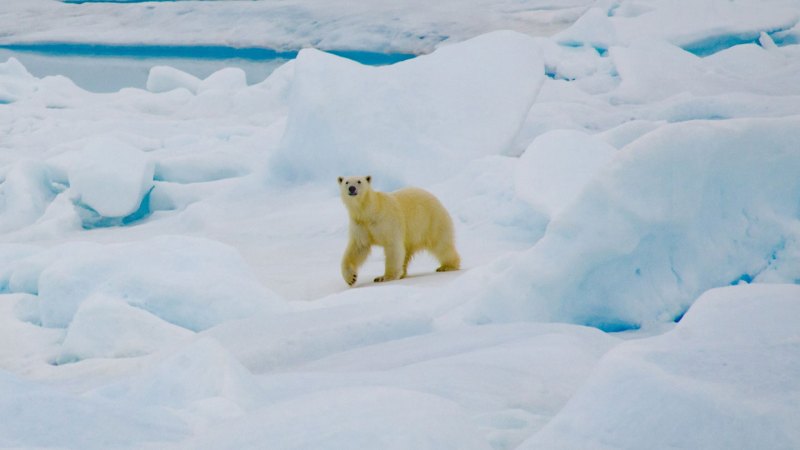 Polar bears are being exposed to more pathogens as the climate warms