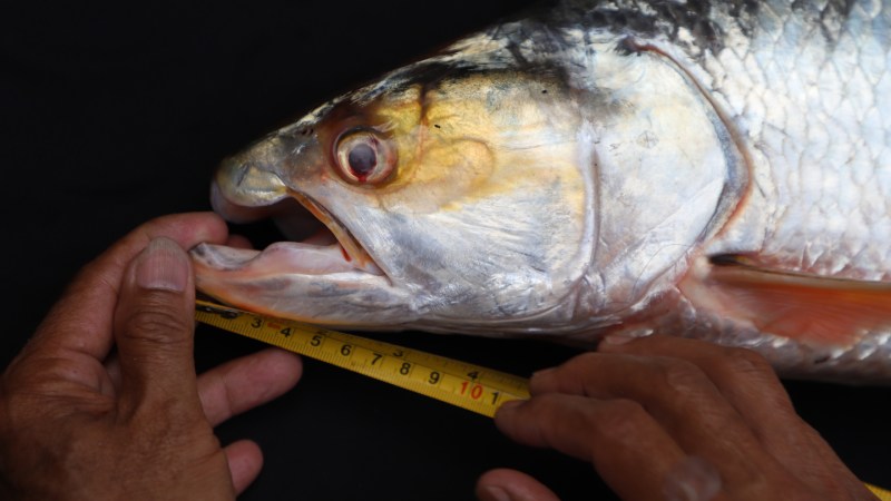 The ‘Mekong ghost’ megafish has resurfaced after an extinction scare 