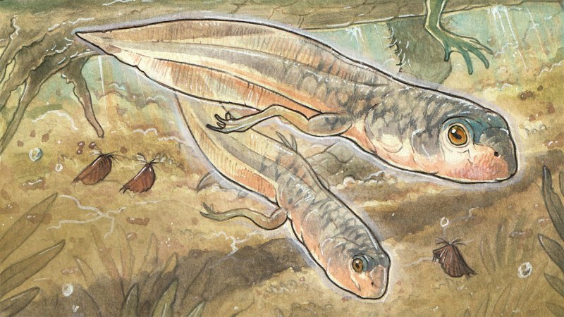 The oldest known fossil tadpole was a big baby