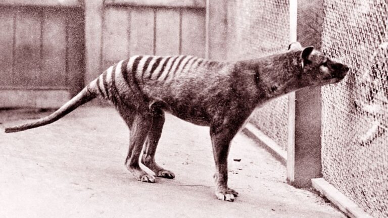 Effort to bring back the Tasmanian tiger builds steam