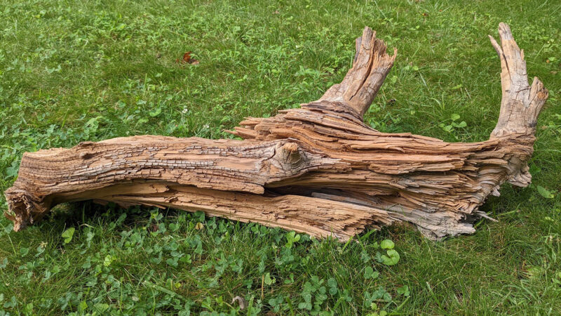 An ancient log shows how burying wood can fight climate change