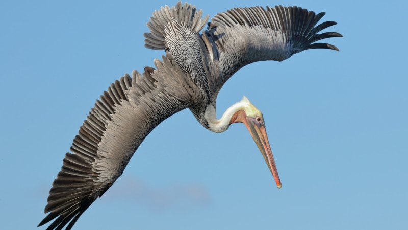 Feather-inspired airplane flaps could boost flight performance