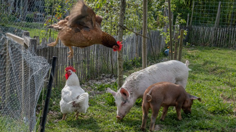 Why finding bird flu in a U.S. pig for the first time is raising new worries