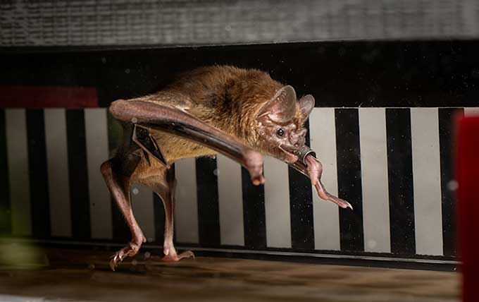 Putting vampire bats on treadmills reveals an unusual metabolism