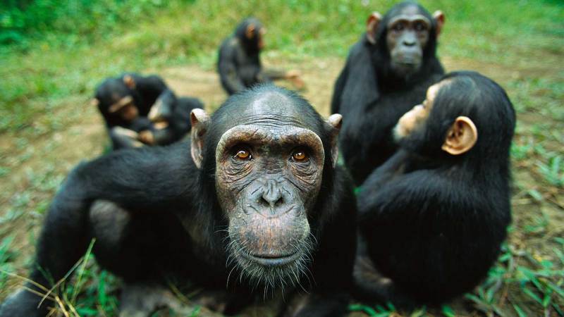 For adult chimps, playing may be more important than previously thought