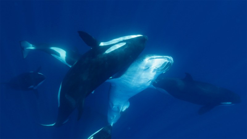 Videos capture orcas’ tricks for taking down the largest fish on Earth