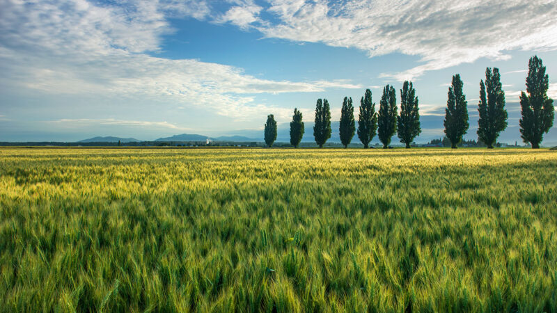 Are plants intelligent? It seems to depend on how you define it