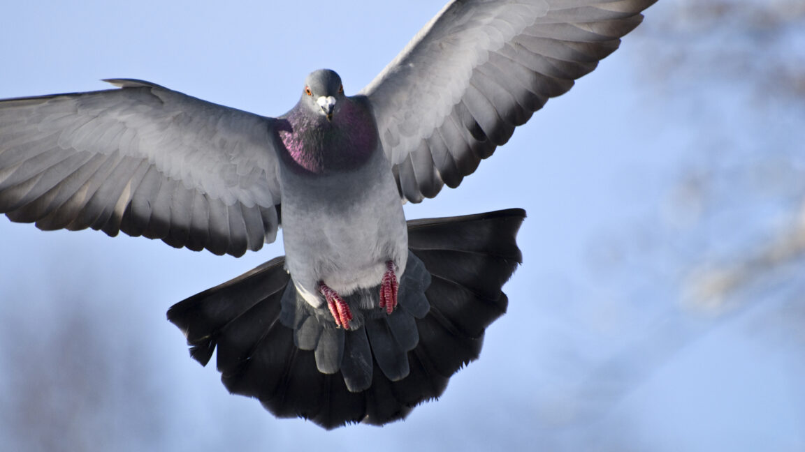 Getting a drone to fly like a pigeon