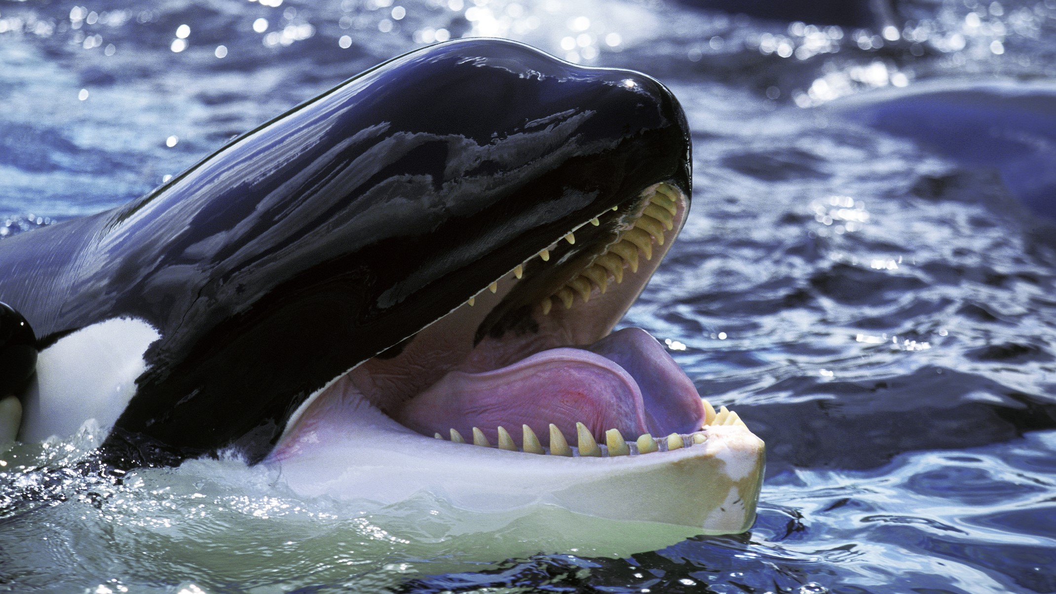 Orca quiz: Will you sink or swim?