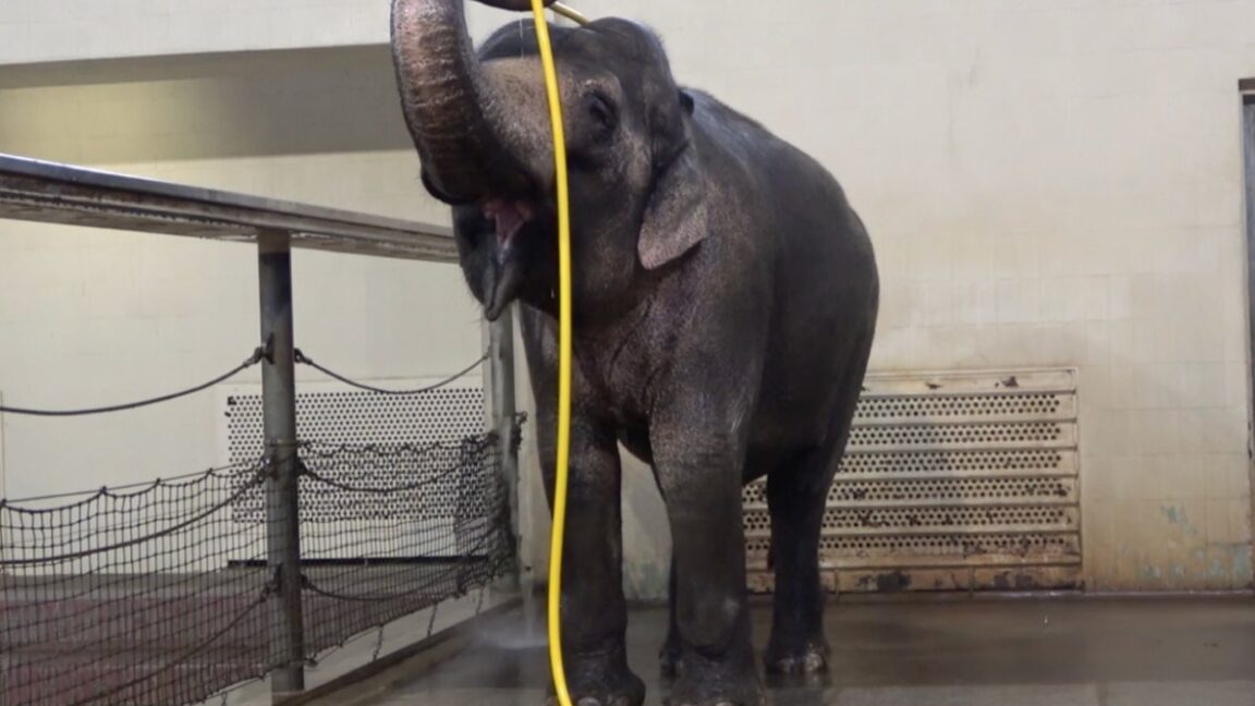 This elephant figured out how to use a hose to shower