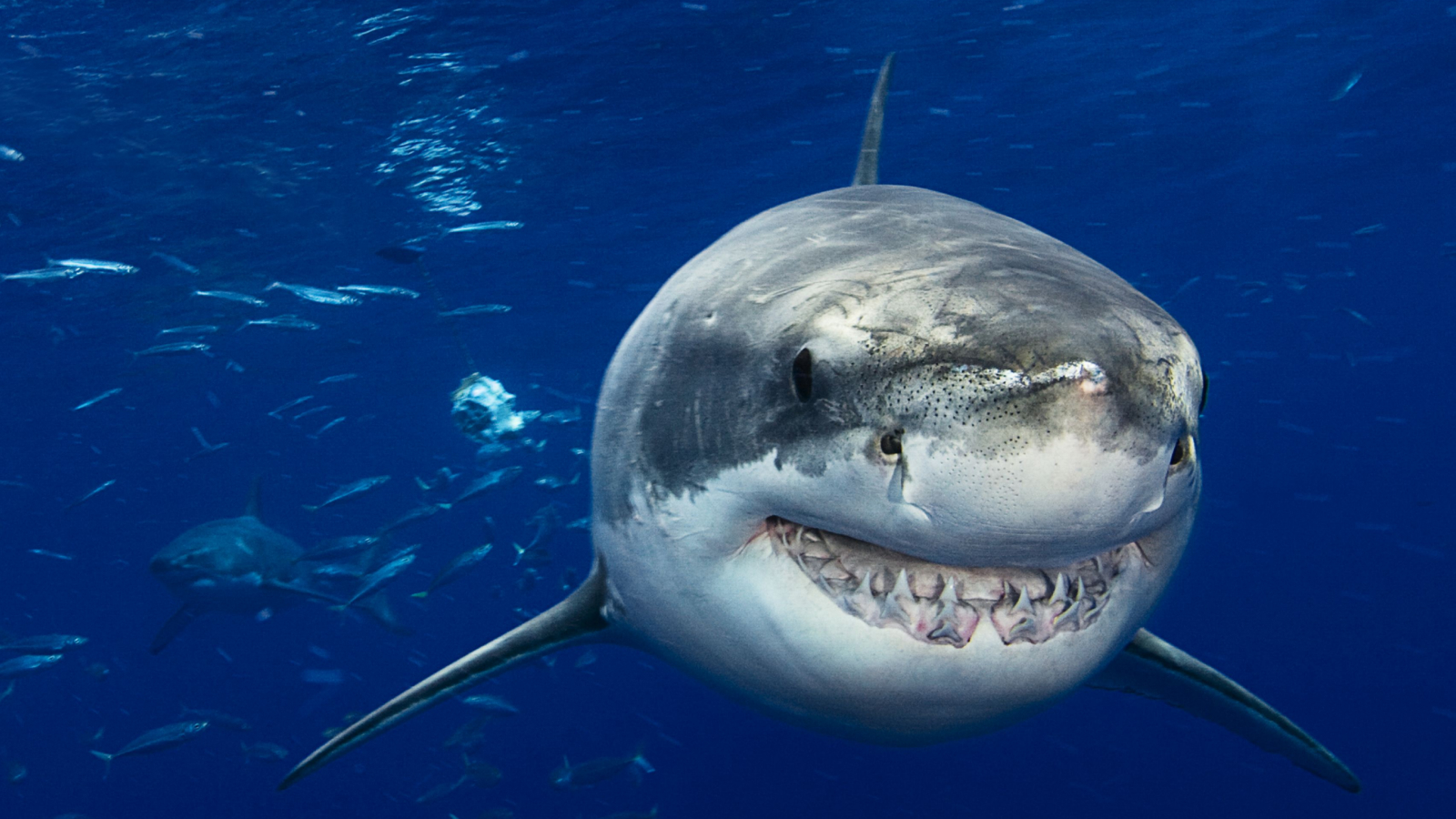 Shark quiz: How much do you know about these iconic ocean superstars?