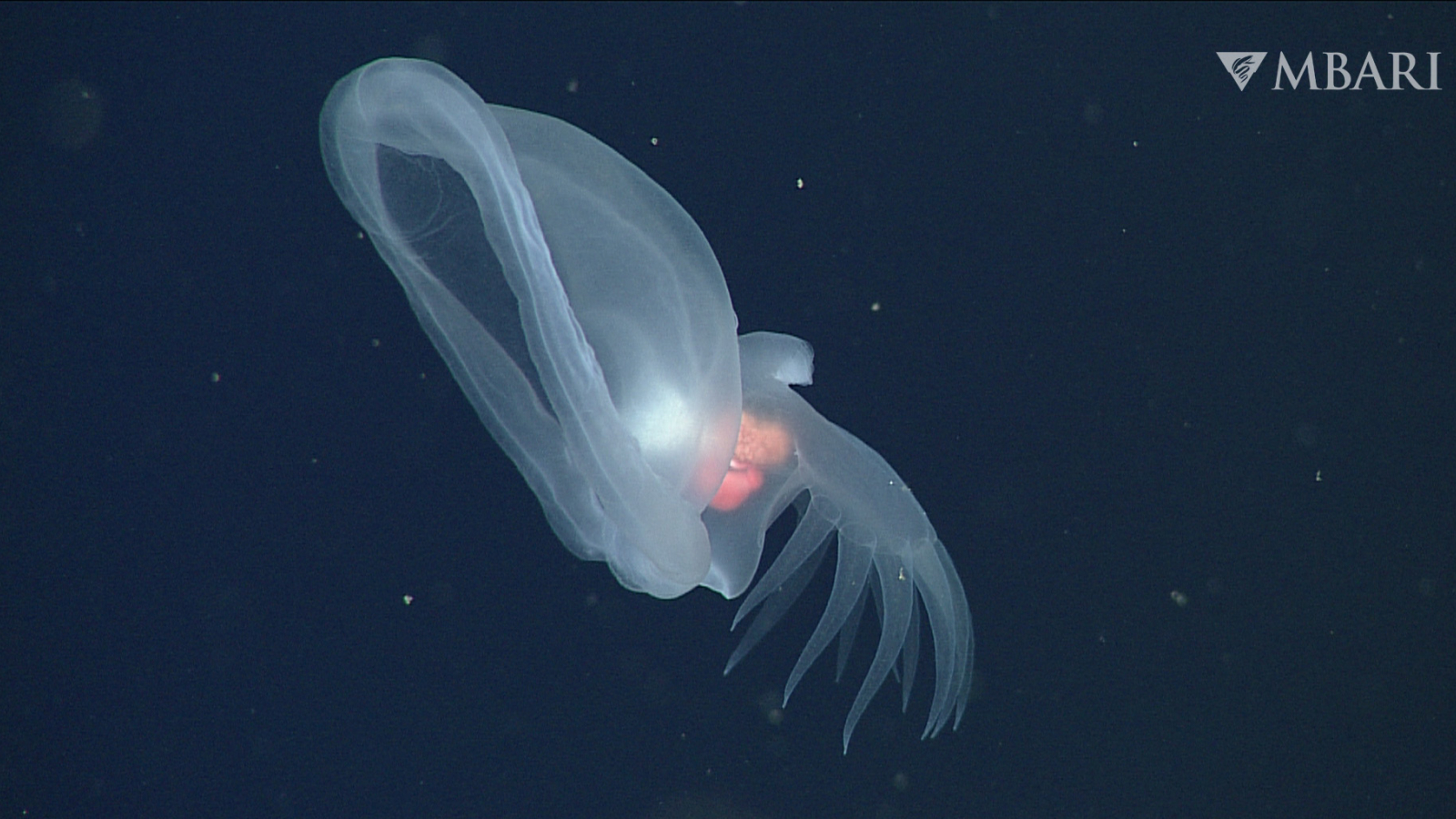 Glowing mystery sea slug that feeds like a Venus fly trap captured in deep sea footage for 1st time