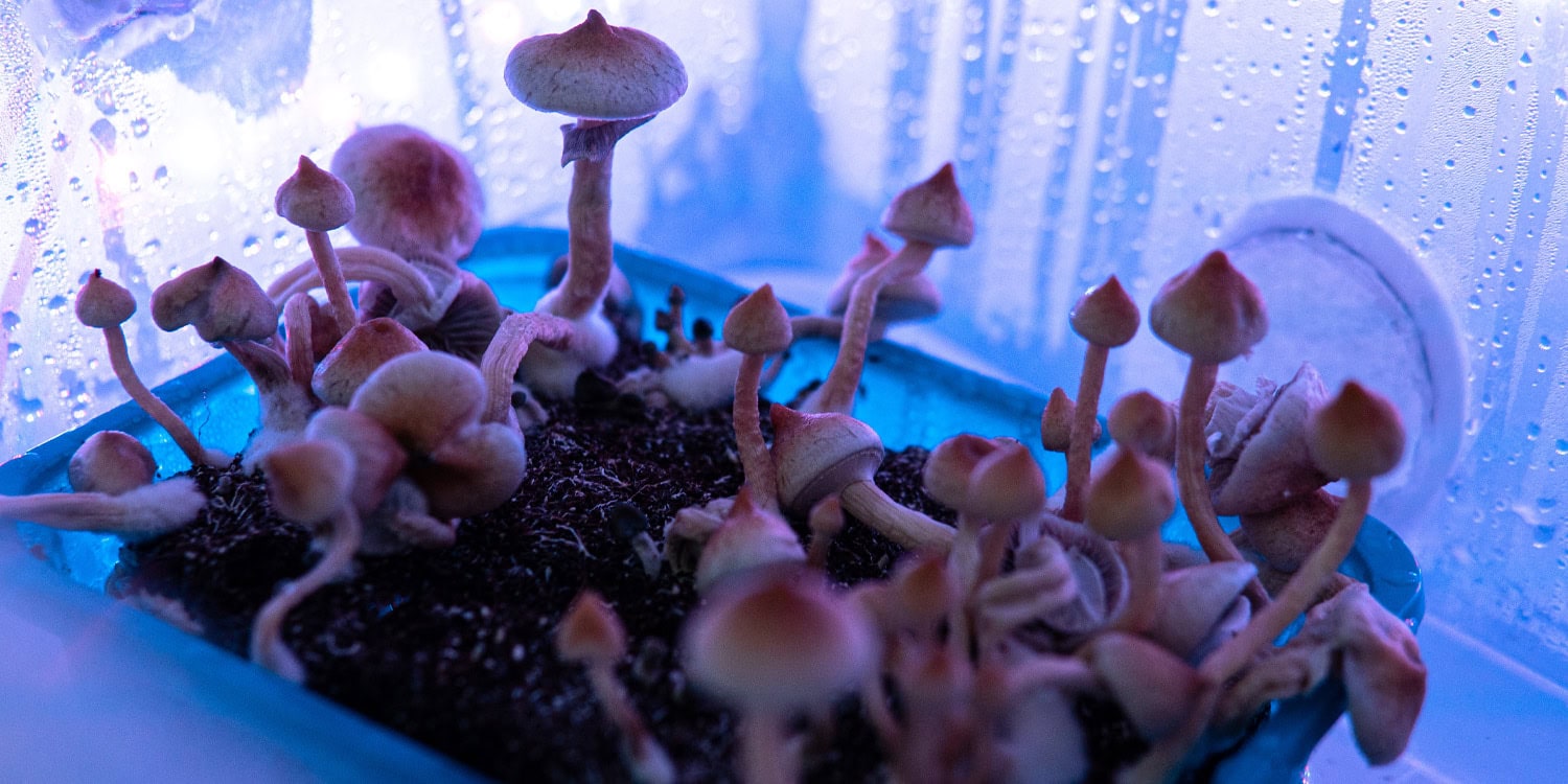 Single-dose psilocybin therapy shows promise for veterans with treatment-resistant depression