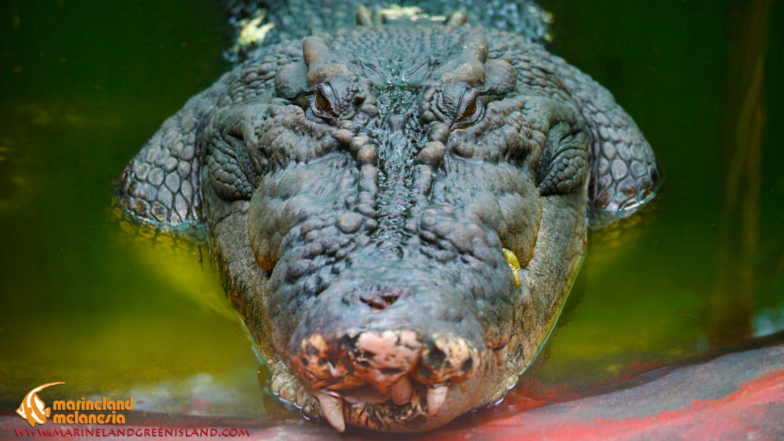 Scientists to read Cassius the giant crocodile's bones to find out exactly how old he was when he died