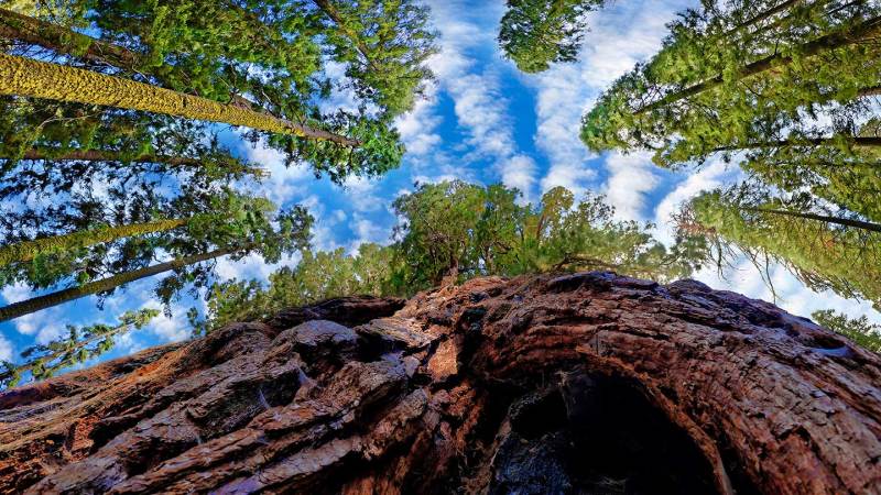 Climate change is driving trees away from crucial fungi