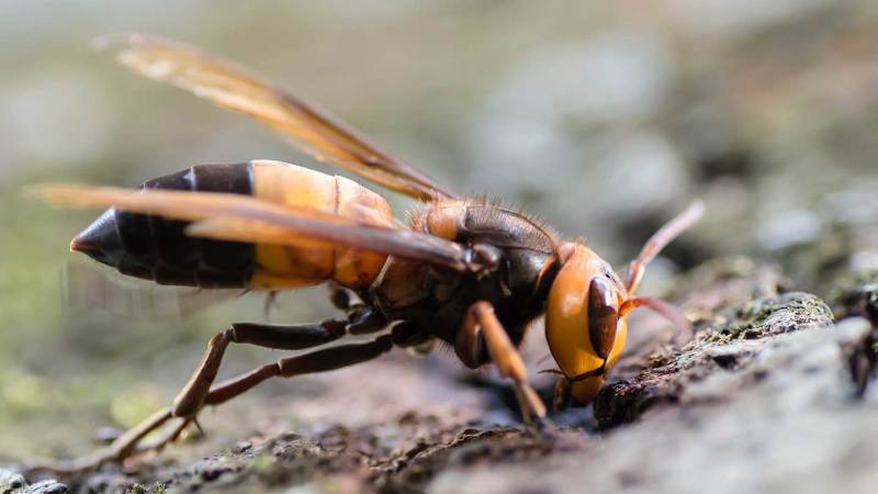 Giant hornets have been sighted in Europe for the first time