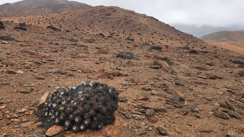 Meet a scientist tracking cactus poaching in the Atacama Desert