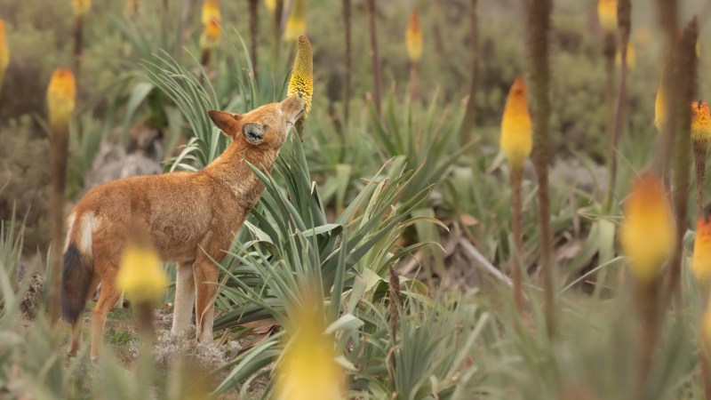 Ethiopian wolves are the first large carnivores found to slurp nectar