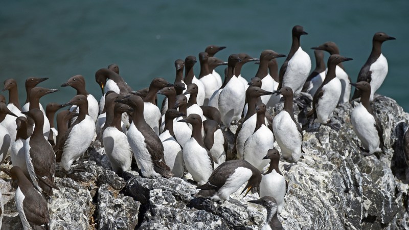 The ‘Blob,’ an unprecedented marine heat wave, killed 4 million seabirds