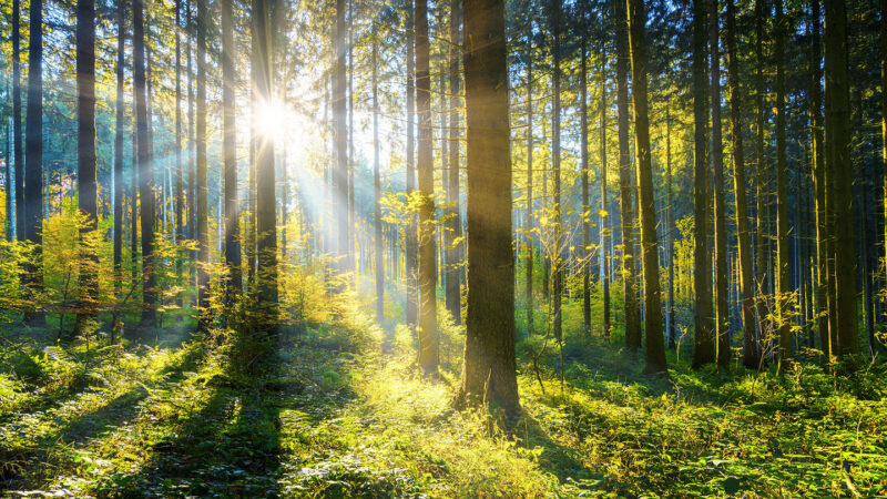 Trees may be even bigger climate heroes than we thought