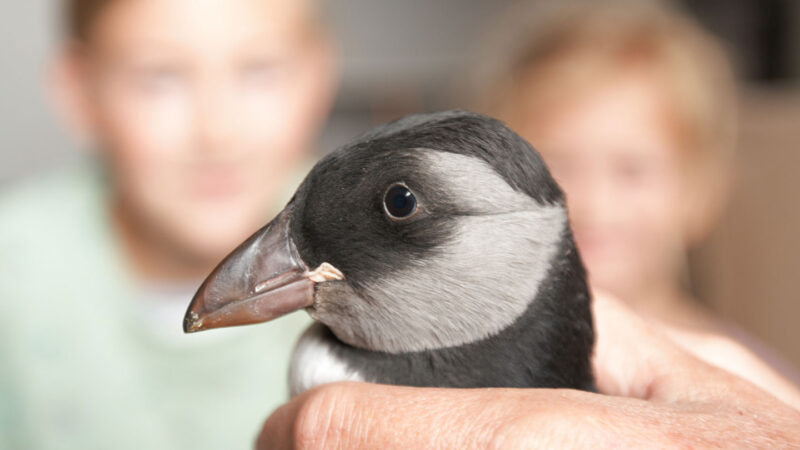 Wayward baby puffins get help from a community-led Puffling Patrol