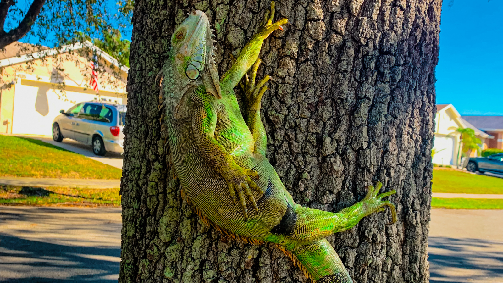 Why do iguanas fall from trees in Florida?