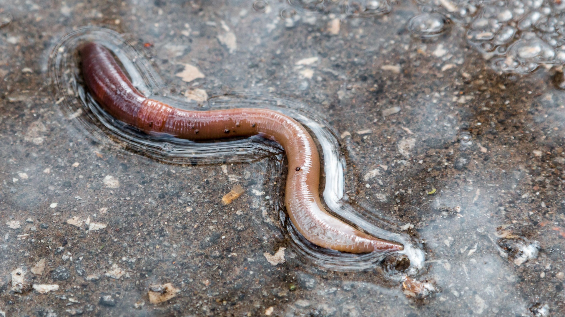 Why do worms come out in the rain?