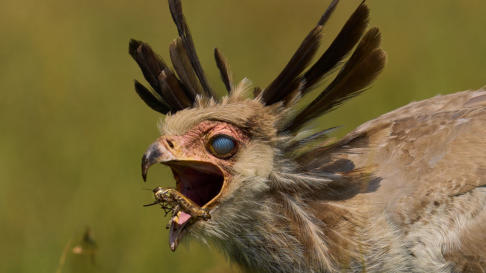 Dramatic photo captures moment giant bird closes hidden 3rd eyelid while snatching locust from mid-air