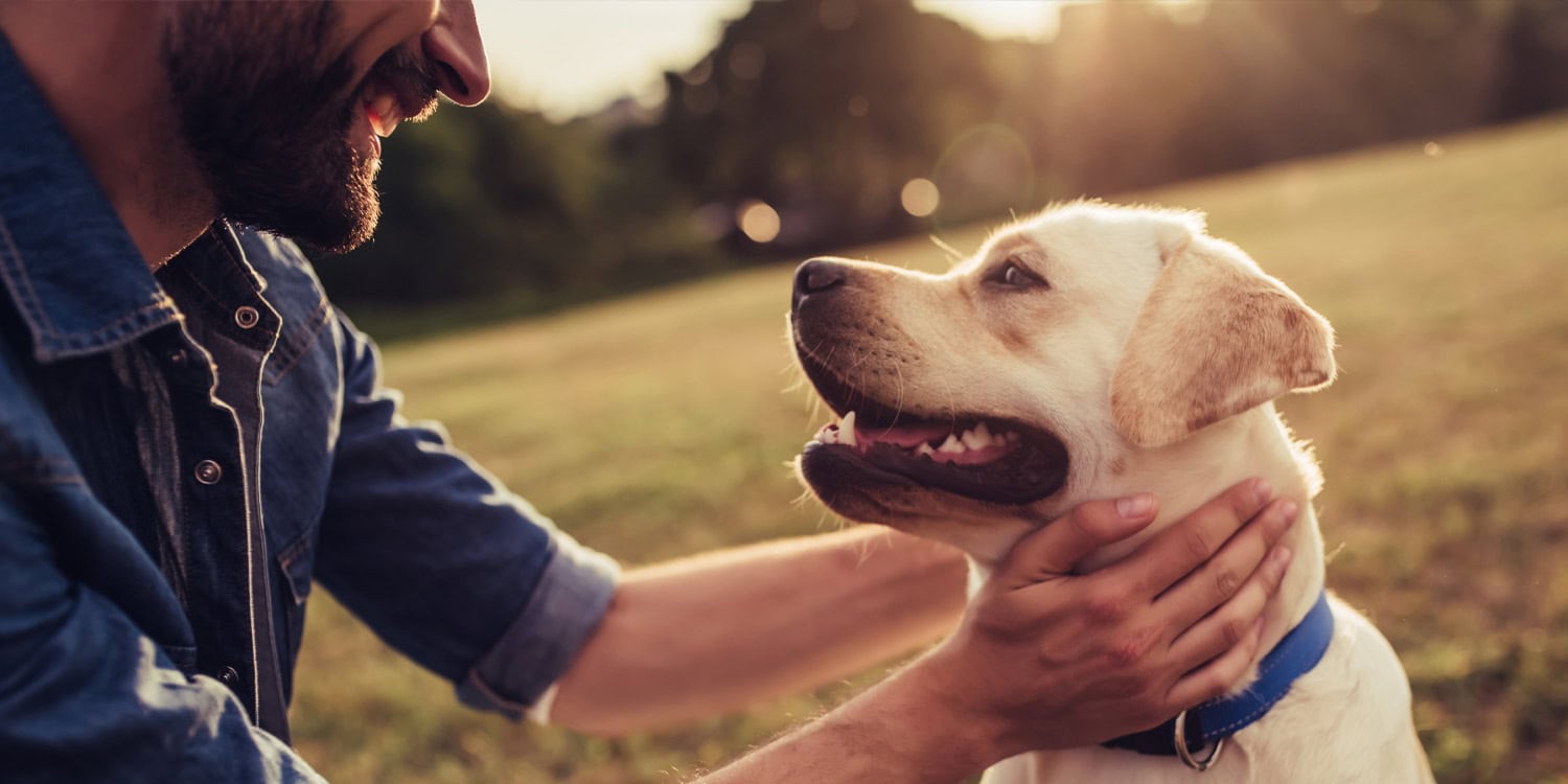 Gazing at your dog can connect your brain with theirs, research shows