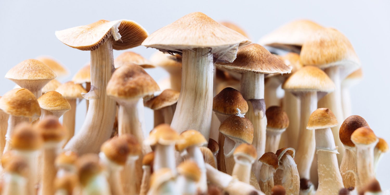 Psilocybin therapy offers relief from multiple psychiatric symptoms in cancer patients