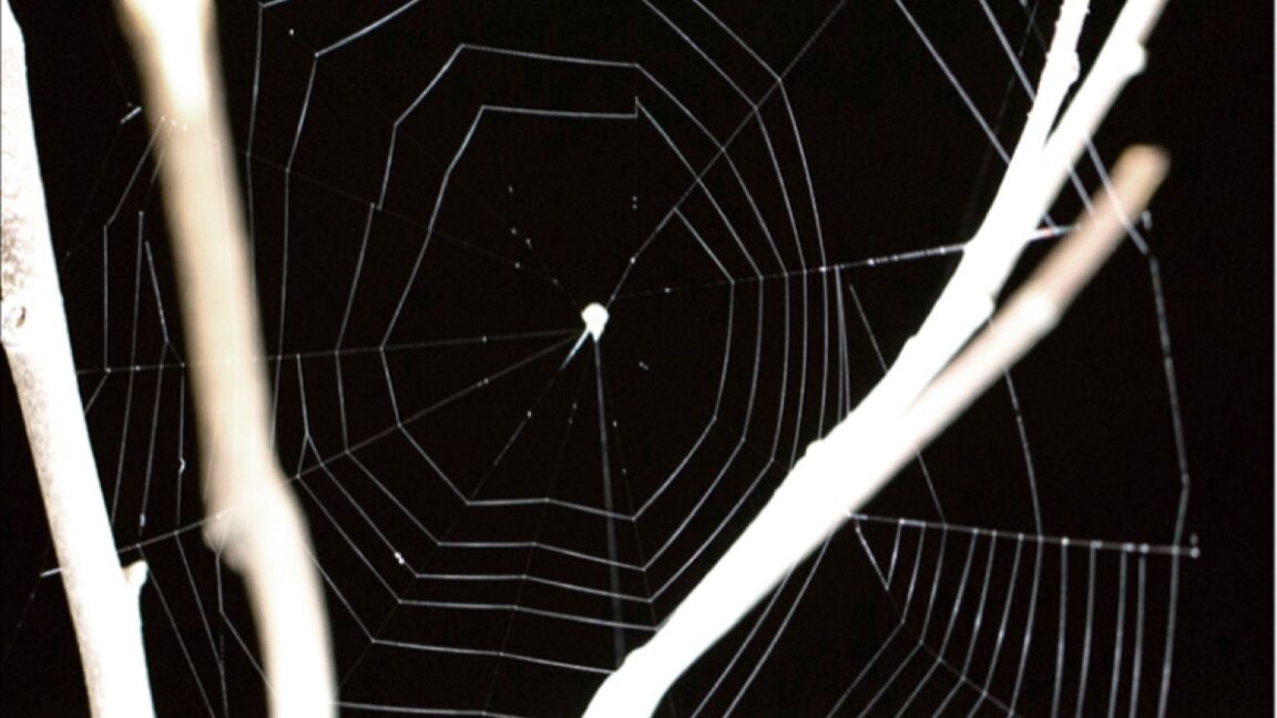 These spiders listen for prey before hurling webs like slingshots