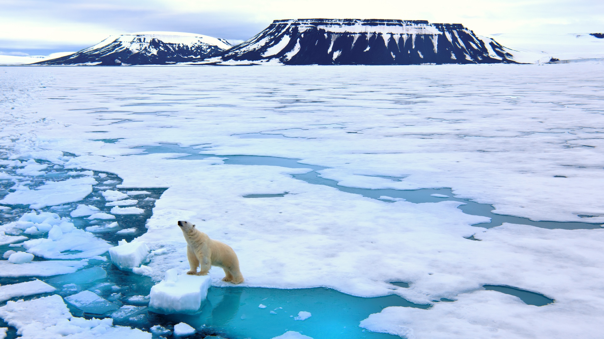 'Ominous milestone for the planet': Arctic Ocean's 1st ice-free day could be just 3 years away, alarming study finds