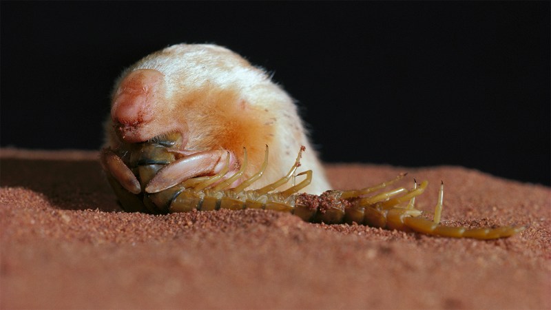 Mole or marsupial? This subterranean critter with a backward pouch is both