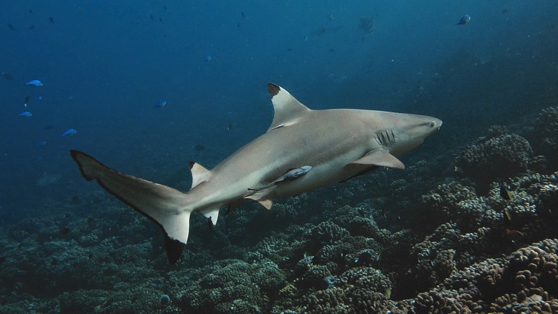 Feeding sharks ‘junk food’ takes a toll on their health