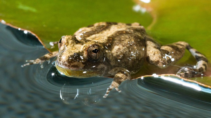 Cricket frogs belly flop their way across water