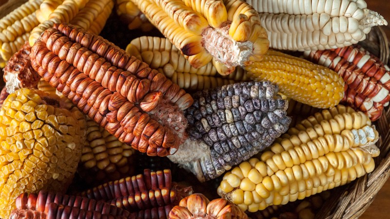 Here’s how ancient Amazonians became master maize farmers