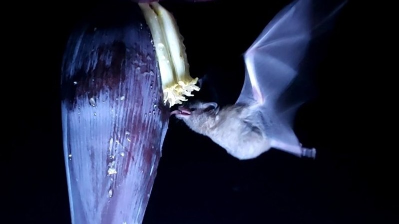 Chatty bats are more likely to take risks