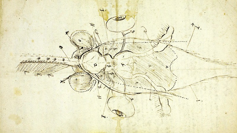 This drawing is the oldest known sketch of an insect brain