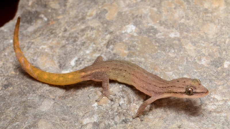 More new geckos have been found hiding in Southeast Asia’s limestone towers 