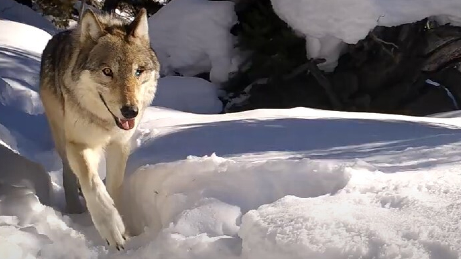 Yellowstone's 'queen of the wolves' killed by rival pack after living to 11 years old and having 10 litters of pups