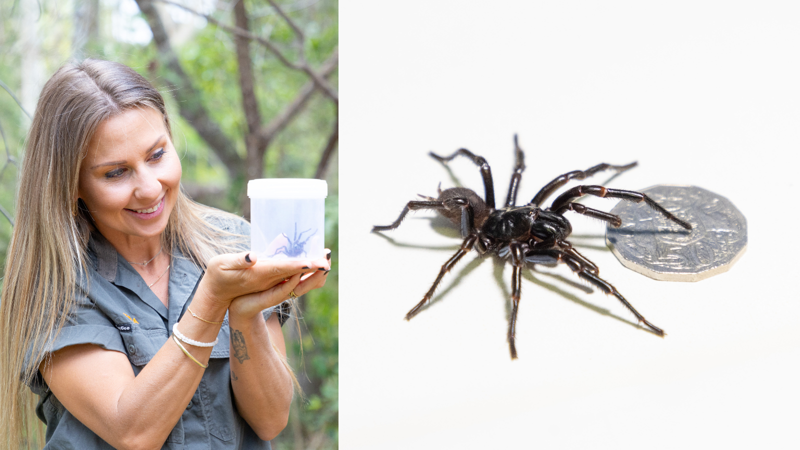 Giant funnel-web spider with fangs so big it could bite through a human fingernail arrives at Australian zoo