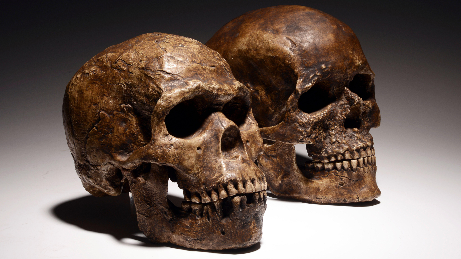 Neanderthals' blood type may help explain their demise, new study finds