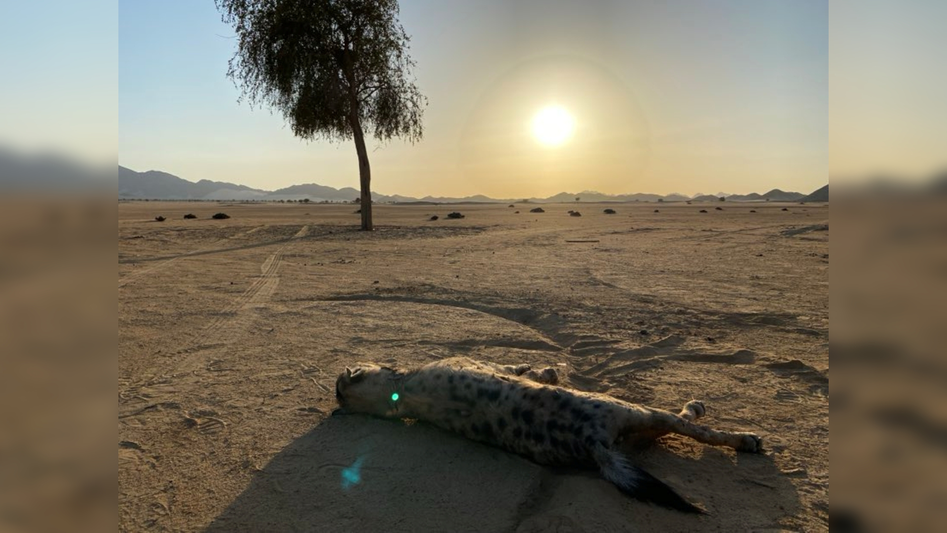 Spotted hyena found in Egypt for 1st time in 5,000 years — then trackers killed it with a pickup truck