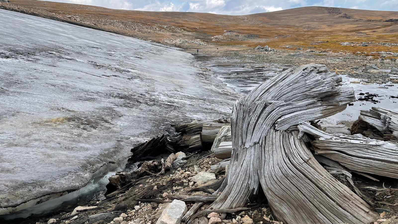 Scientists discover pristine ancient forest frozen in time in Rocky Mountains