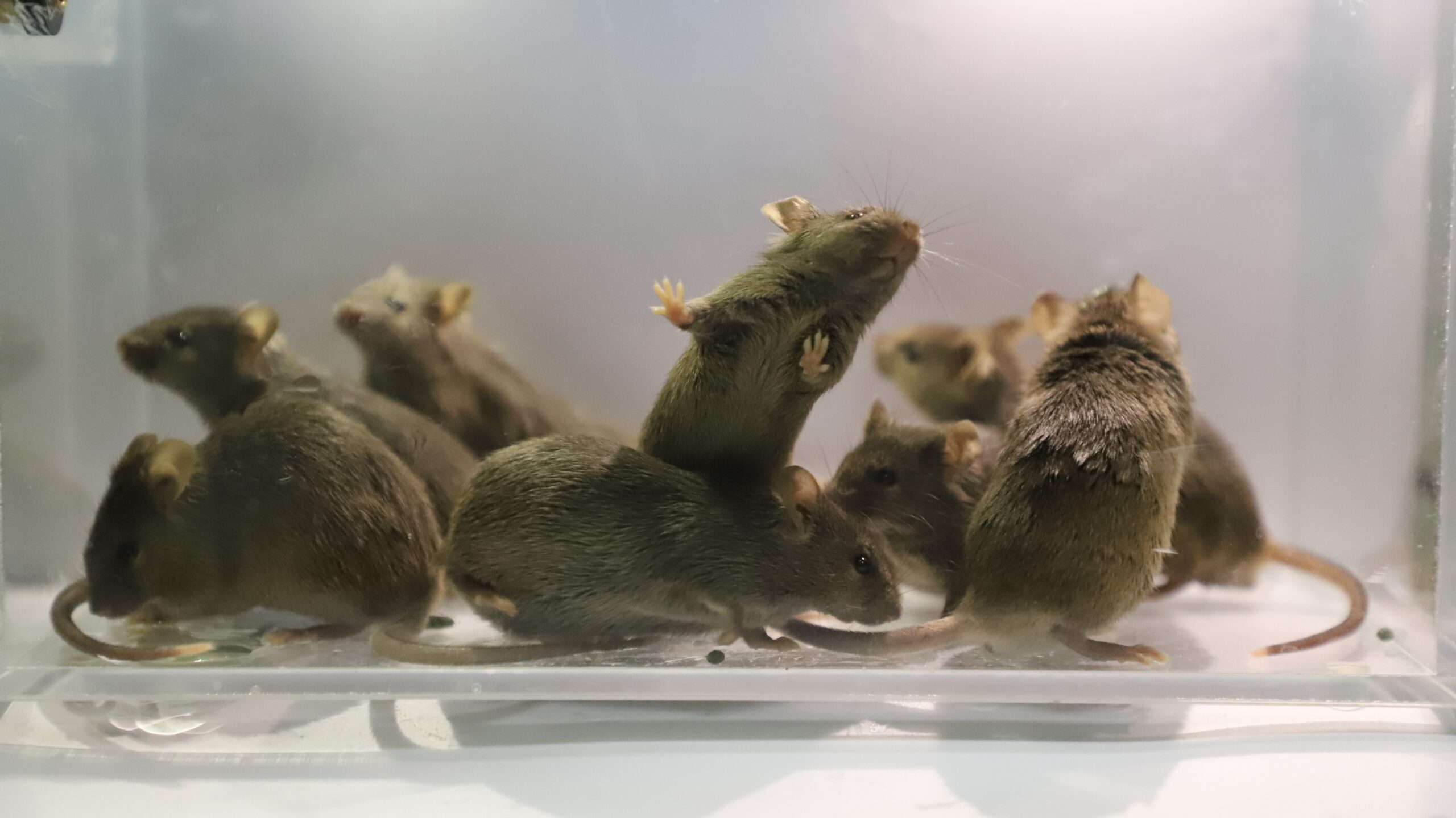 Chinese scientists created mice with 2 dads — and they survived to adulthood