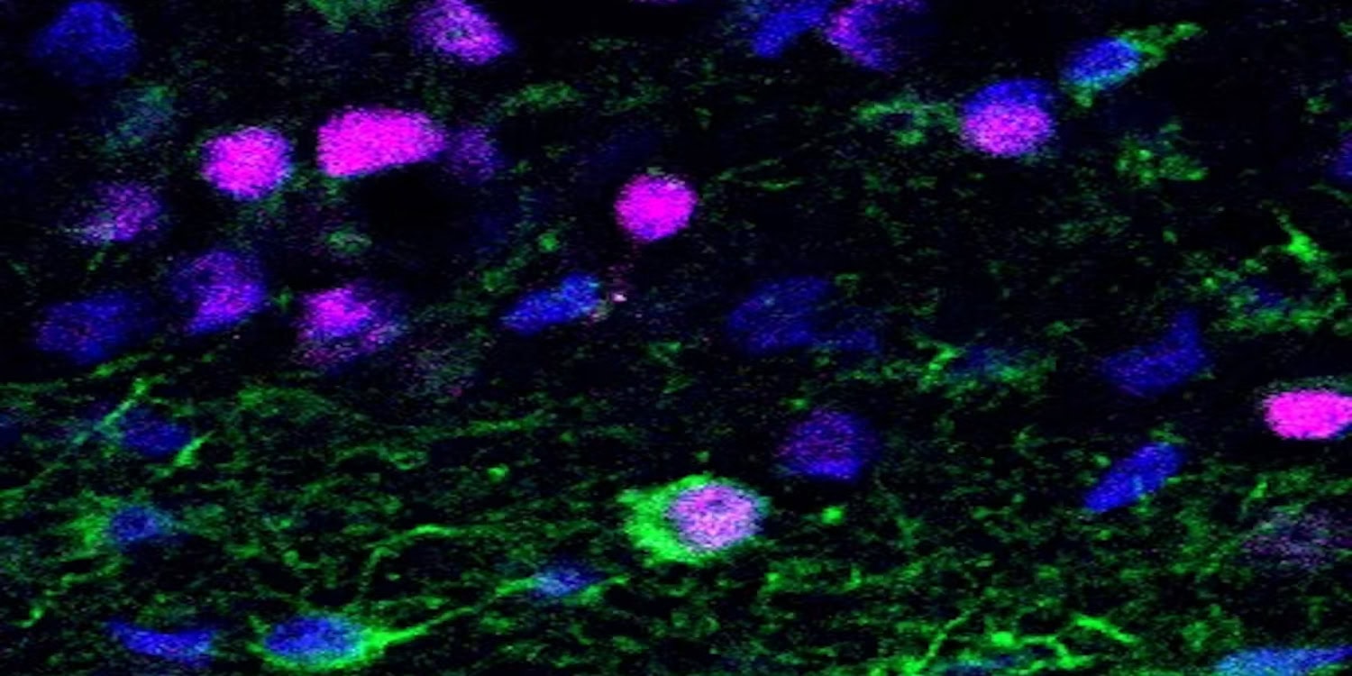 Newborn neurons in adults may protect against cognitive decline