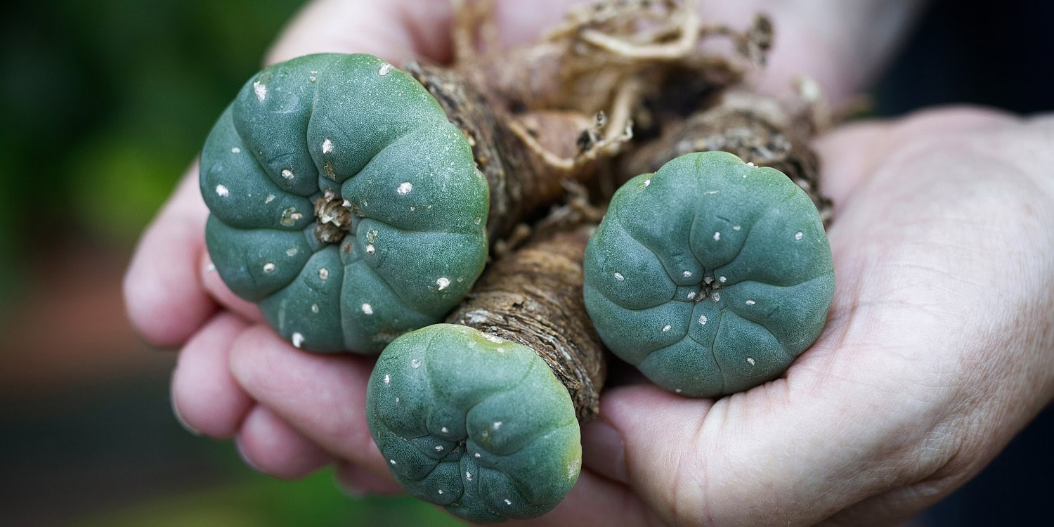 Participants report improved mental health and personal transformation after peyote rituals